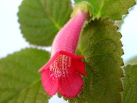 Sinningia 'Spill the Wine'